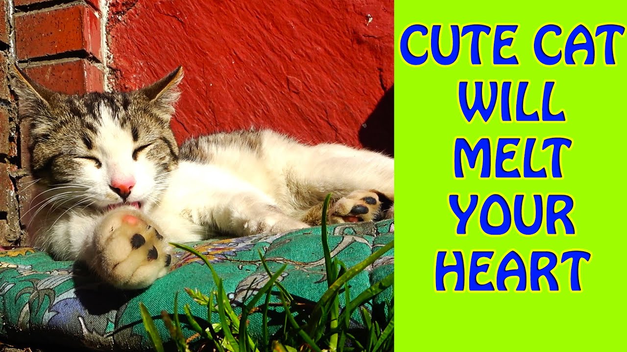(Cute Cats Video) - Cats Going Crazy When They See Cat Food 