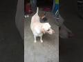 Simba Shorts Video Vairal Simba Shorts Video Vairal
