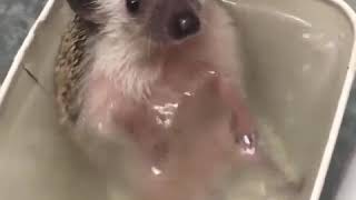 hedgehog takes a bath