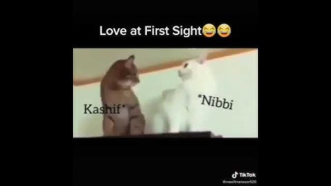 Nibba Nibbi love status