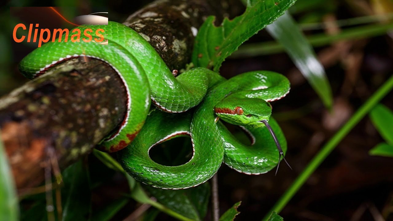 งูเขียวหางไหม้  กัดไม่ถึงตาย!!แต่เจ็บปวดหลายวัน!! งูเขียวหางไหม้คือ!!