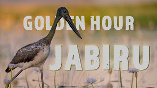 Golden Hour Jabiru