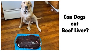 Tobi loves eating Beef Liver | Raw Diet | Can Dogs Eat Liver