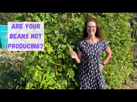 Runner Beans Not