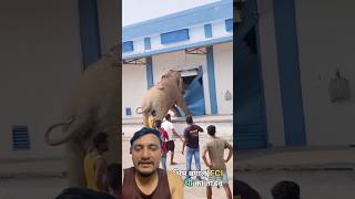Hunger Made This Elephant Do the Unthinkable! 😲🐘 #Elephant #Viral #shortsfeed