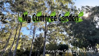 Gumtree Garden || Dry Semi Shade Australian Garden || Have You Seen My Garden 🪴 🌳 🍃