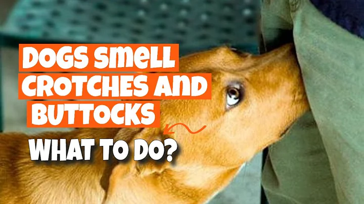 WHY do DOGS smell CROTCHES and BUTTOCKS?🐶 - DayDayNews