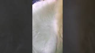 kapeti za manyoya kwa ajili ya sebuleni, chumba cha kulala, urembo, kwenye kiti na makochi