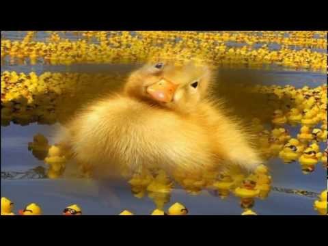 "Танец Маленьких Утят" (Исп. на франц. языке)