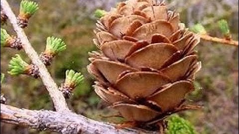 Lucknow University|| B.Sc. Biology(NEP) Sem-2|| Botany Practical File || Gymnosperms || Part-4