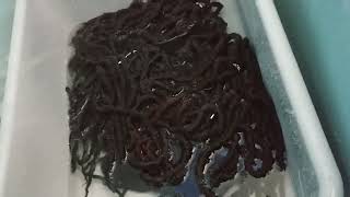 How to Pre-Wash Crochet Faux Locs