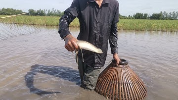 cuộc sống mưu sinh..nghề đẩy côn mùa nước nổi (Miền tây 68)