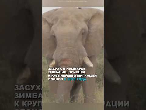 Слоны бегут от засухи