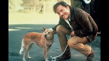 野犬ディンゴが活躍＜犬予告＞『ロードゲーム』 10/31(金)公開