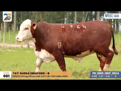 LOTE 061 R4964 Braford Santa Tereza, Leilão 01/Outubro/2024 - Prod: Agência El Campo