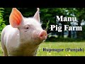Manu Pig Farm | रूपनगर , पंजाब | सुअर पालन से कमाएं लाखों |  Swastik Pig Farm