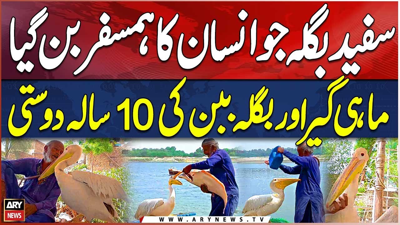 The Fisherman and the Egret: A 10-Year Bond of Unlikely Friendship | Special Report