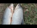 Pesca de Bogas Fishing Pescando Bogas Rio Dulce Pesca de bogas grandes