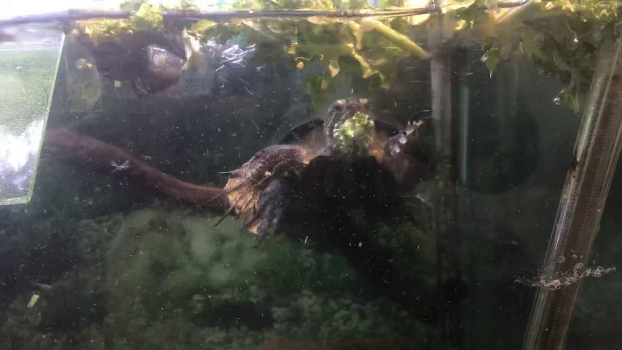 My red eared slider Frank The Turtle eating kale YouTube