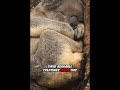 Did you know Koalas have fingerprints almost identical to humans. 🐨🕵️♂️