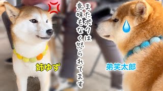 柴犬大集合でまた不本意に怒られた父柴犬と弟柴犬が可愛いw