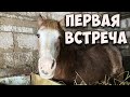 Субботний день в деревне. Один день деревенской жизни