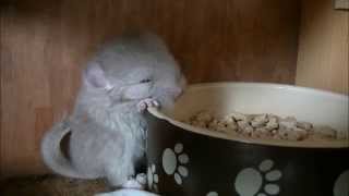 Newborn chinchilla's diary  first 5 days