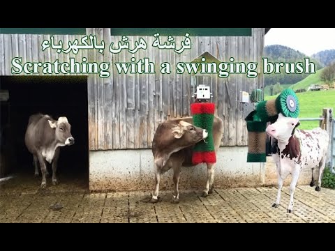       حك الحيوانات أجسامهم لهرشها بفرشة كهربا