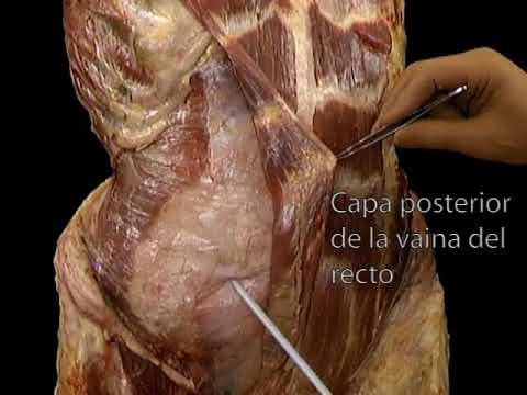 Vídeo: Com Construir Els Músculs Abdominals Inferiors