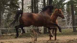 Horses' First Meeting (my crazy squealing Arabian) (funny)