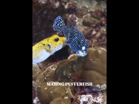 أ رنب بحر شرس