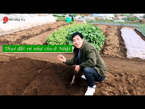 Video: Làm Thế Nào để Thuê đất