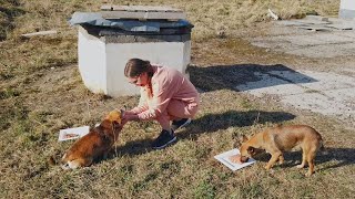 Two Sweetest Dogs were Looking for Food on Roadside until this Happened