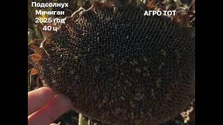 картинка: Подсолнечник Мичиган обзор 2025 год 40 центнер с га АГРО ТОТ 