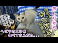 飢えて、ヘビやカエルを食べてました...