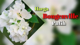 Bougenville Bunga Putih  Harga Pohon Bougenville