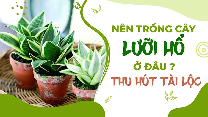 Cây nào không nên trồng trong nhà lưỡi hổ năm 2024