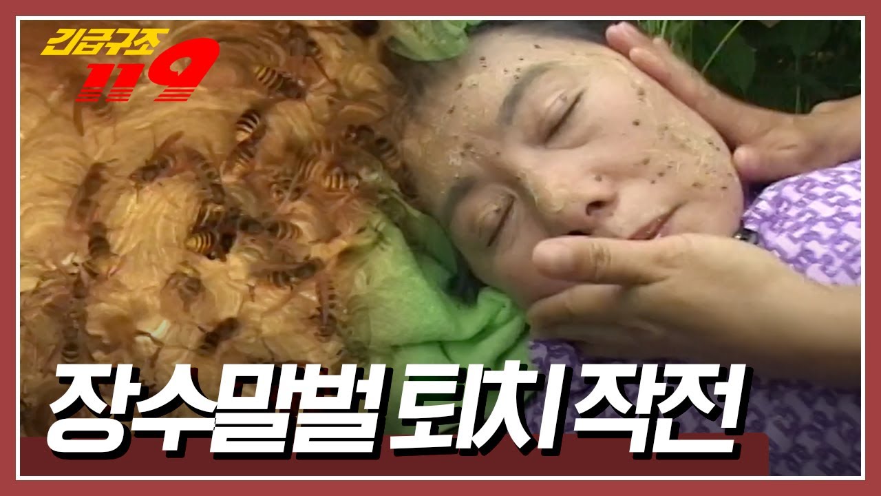 장수말벌에 쏘인 마을 주민들이 늘어나자 자칭 마을의 해결사! 장수말벌과의 전쟁을 선포하는데... [긴급구조 119] KBS 030916 방송