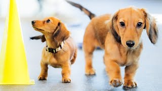 How to educate an energetic baby dachshund [Puppy Education]