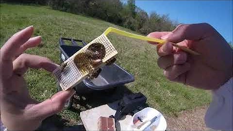 installing a Package of Bees for the First time!