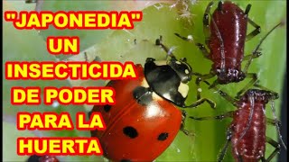 EL INSECTICIDA PARA TODA PLAGA (JAPONEDIA) TIENES QUE CONOCERLO!!! Y CHARLA AL RESPECTO