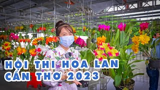 HỘI THI HOA LAN CẦN THƠ 2023 | HỘI THI HOA LAN LỚN NHẤT MIỀN NAM. #hoalan