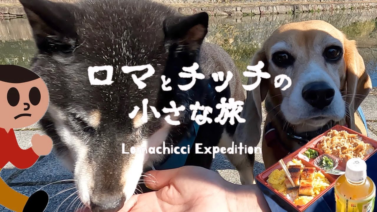 【近江八幡】シニア犬のチッチが隠居生活に退屈しているので【犬連れ旅】