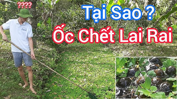 Nguyên Nhân Ốc Chết Lai Rai Chết Và hàng Loạt | Trai Ốc Bươu Giống Mê Kông