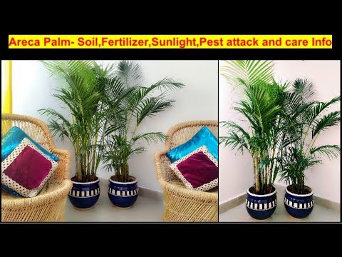 Video: How To Grow A House Palm From A Bone