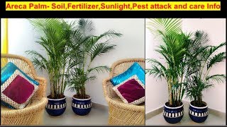 How to Grow Healthy and lush green Areca Palm-Soil, Fertilizers,sunlight,Pest attack and care info