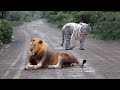 Raja hutan yang sebenarnya  detik harimau putih menyerang singa jantan harimau putih menang