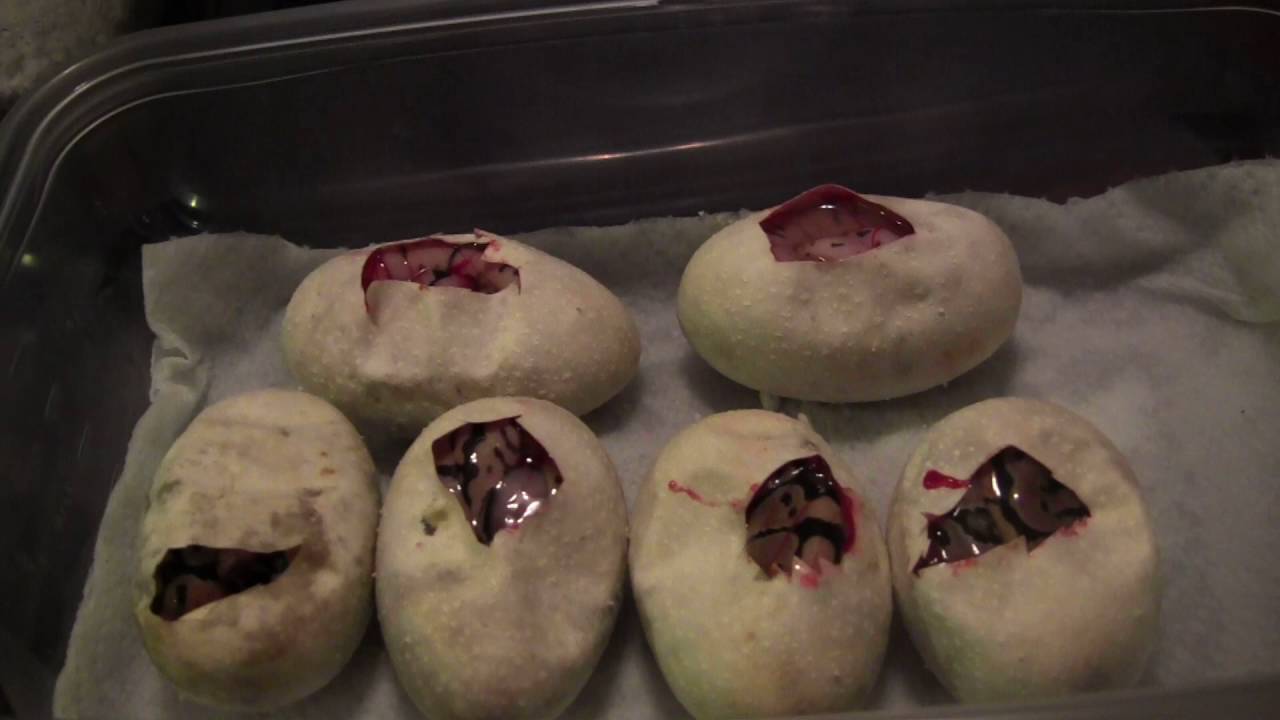 normal distribution Cutting open ball python snake eggs: pairing pastel x bumblebee