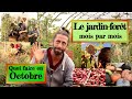 Jardin-forêt en Permaculture. Que faire en Octobre