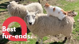 Cat gives sheep a back MASSAGE | SWNS